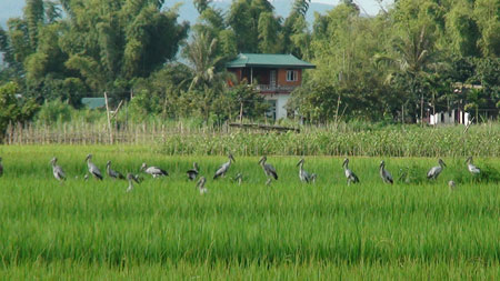 vu-khuc-co-nhan-tren-canh-dong-dien-bien