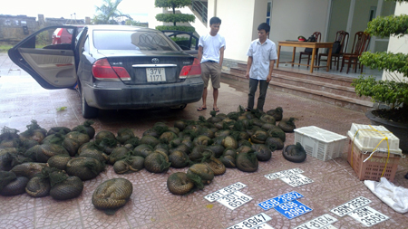 phat-hien-vu-van-chuyen-ho-lon-nhat-ha-tinh-tren-xe-camry