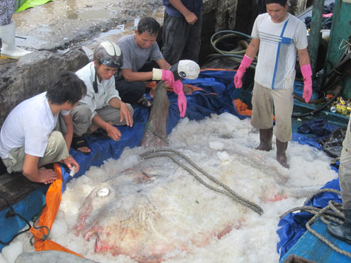 ca-mat-trang-400-kg-mac-luoi-ngu-dan