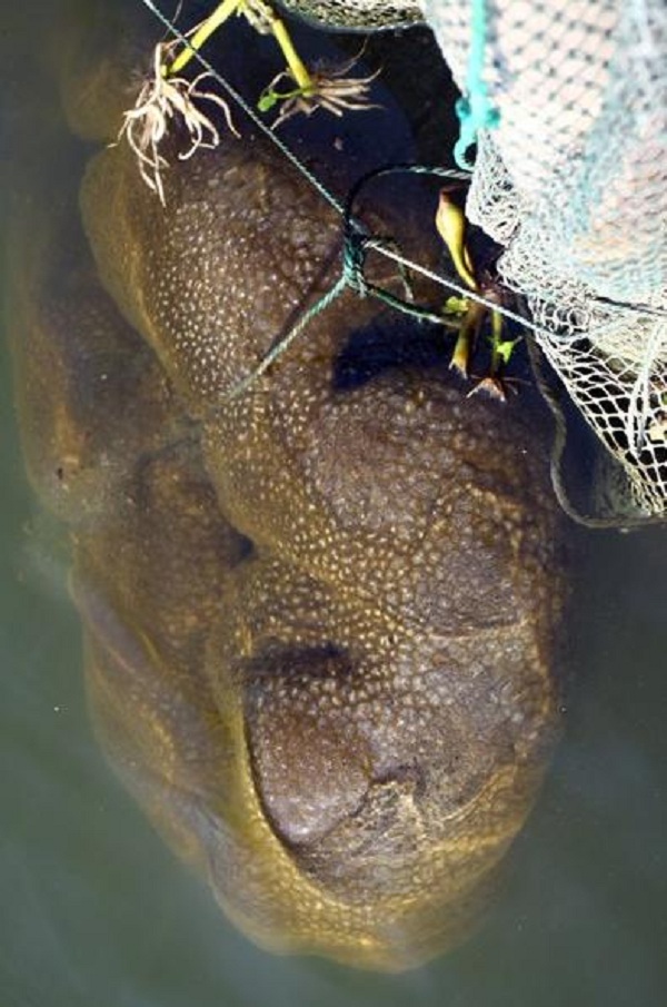 sinh-vat-ky-di-co-the-phan-than-thanh-nhieu-manh sinh-vat-ky-di-co-the-phan-than-thanh-nhieu-manh