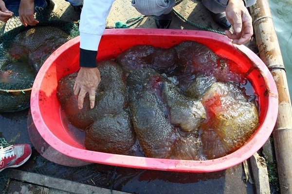 sinh-vat-ky-di-co-the-phan-than-thanh-nhieu-manh sinh-vat-ky-di-co-the-phan-than-thanh-nhieu-manh