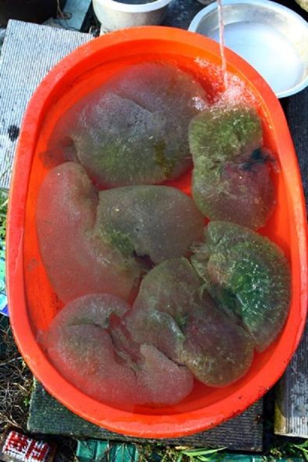 sinh-vat-ky-di-co-the-phan-than-thanh-nhieu-manh sinh-vat-ky-di-co-the-phan-than-thanh-nhieu-manh