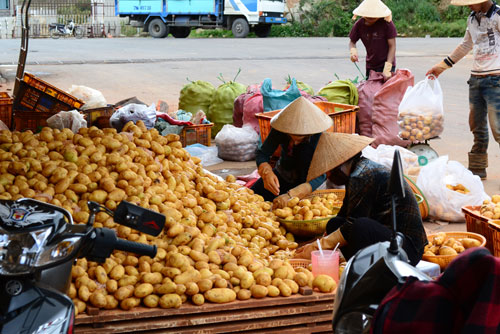 can-canh-rua-nguon-goc-khoai-tay-trung-quoc