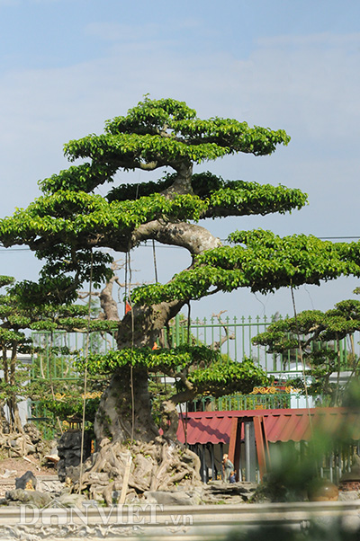 Mục kích vườn cây cảnh bạc tỷ ở Nam Định 1