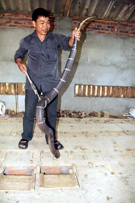 Về làng nuôi rắn hổ mang bành ở Vĩnh Phúc 3