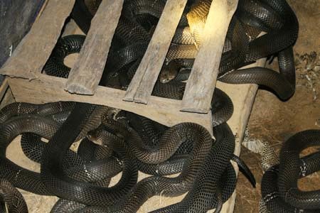 Về làng nuôi rắn hổ mang bành ở Vĩnh Phúc 5