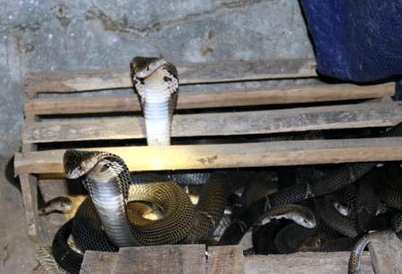 Về làng nuôi rắn hổ mang bành ở Vĩnh Phúc 6