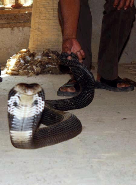 Về làng nuôi rắn hổ mang bành ở Vĩnh Phúc 13