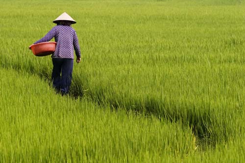 Đồng lúa mướt xanh Việt Nam qua lăng kính người nước ngoài 10
