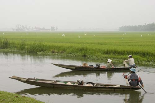 Đồng lúa mướt xanh Việt Nam qua lăng kính người nước ngoài 12