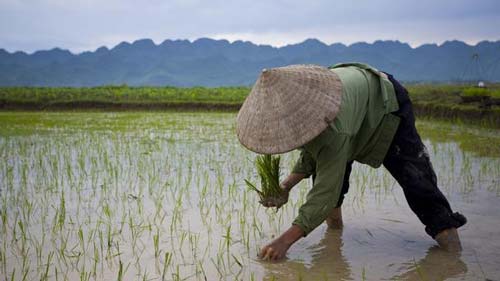 Đồng lúa mướt xanh Việt Nam qua lăng kính người nước ngoài 1