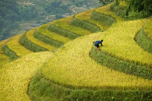 Đồng lúa mướt xanh Việt Nam qua lăng kính người nước ngoài 9