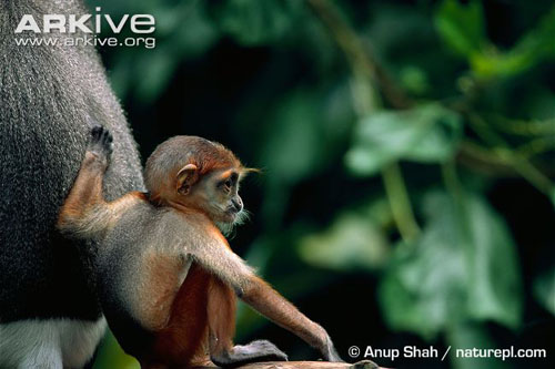 Cận cảnh loài khỉ đẹp nhất thế giới chỉ có ở VN 14