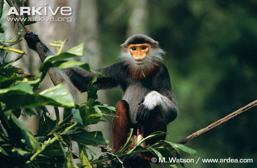 Cận cảnh loài khỉ đẹp nhất thế giới chỉ có ở VN 13