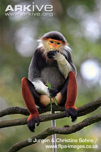 Cận cảnh loài khỉ đẹp nhất thế giới chỉ có ở VN 2