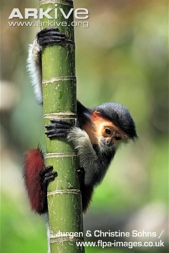 Cận cảnh loài khỉ đẹp nhất thế giới chỉ có ở VN 3