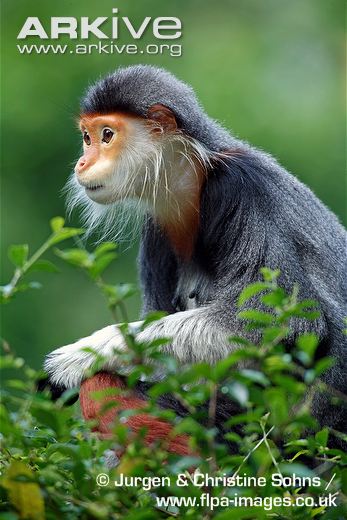 Cận cảnh loài khỉ đẹp nhất thế giới chỉ có ở VN 4