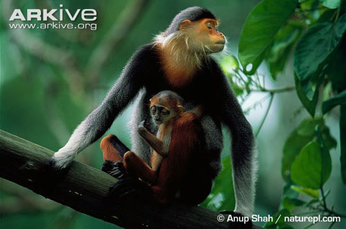 Cận cảnh loài khỉ đẹp nhất thế giới chỉ có ở VN 5