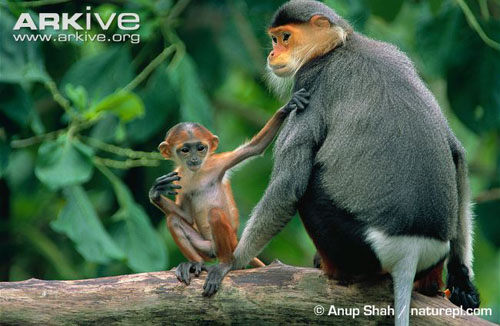 Cận cảnh loài khỉ đẹp nhất thế giới chỉ có ở VN 6