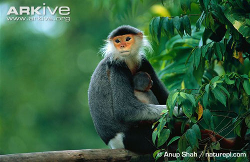 Cận cảnh loài khỉ đẹp nhất thế giới chỉ có ở VN 7