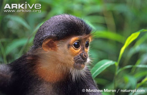 Cận cảnh loài khỉ đẹp nhất thế giới chỉ có ở VN 8