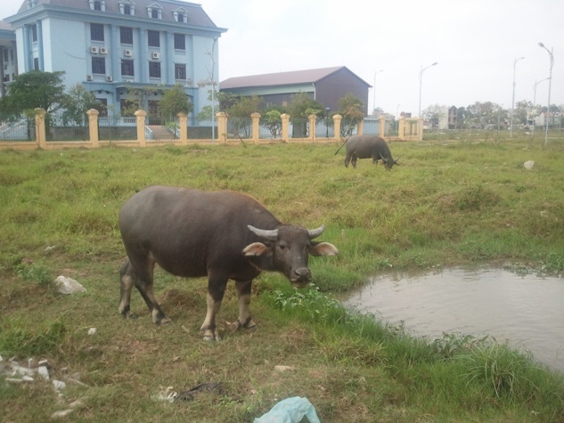 Xây khu đô thị mới cho... trâu ở! 2