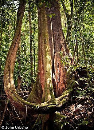 ghe-tham-ngoi-lang-tren-cay-tuyet-dep-tai-costa-rica