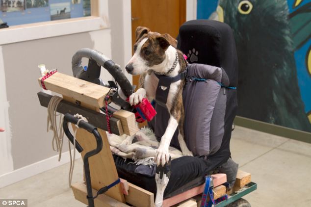 Video: Chó cũng có thể lái xe ô tô 3
