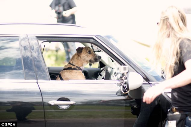Video: Chó cũng có thể lái xe ô tô 2