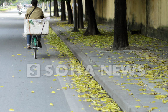 chum-anh-dep-nhu-mua-thu-ha-noi