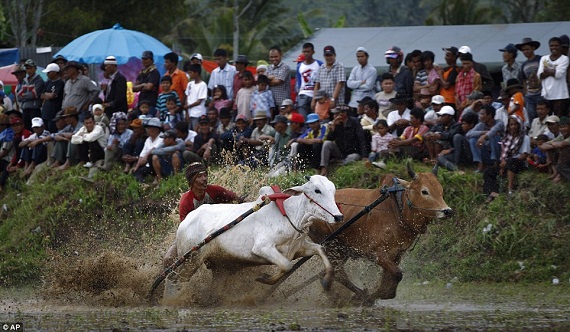 nin-tho-theo-doi-le-hoi-dua-bo-o-indonesia