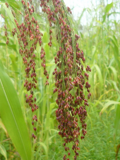 tieu-huy-co-la-co-nguon-goc-dai-loan-o-tra-vinh