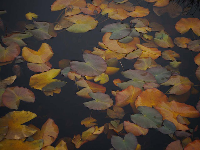 Chùm ảnh: Khúc hát du dương của thiên nhiên trong mùa thu 11