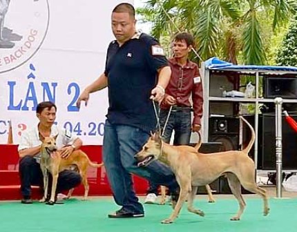 Việt Nam lần đầu tiên tổ chức thi chó đẹp quốc tế