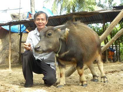 Hàng trăm “du khách” đã chụp ảnh lưu niệm với chú trâu này