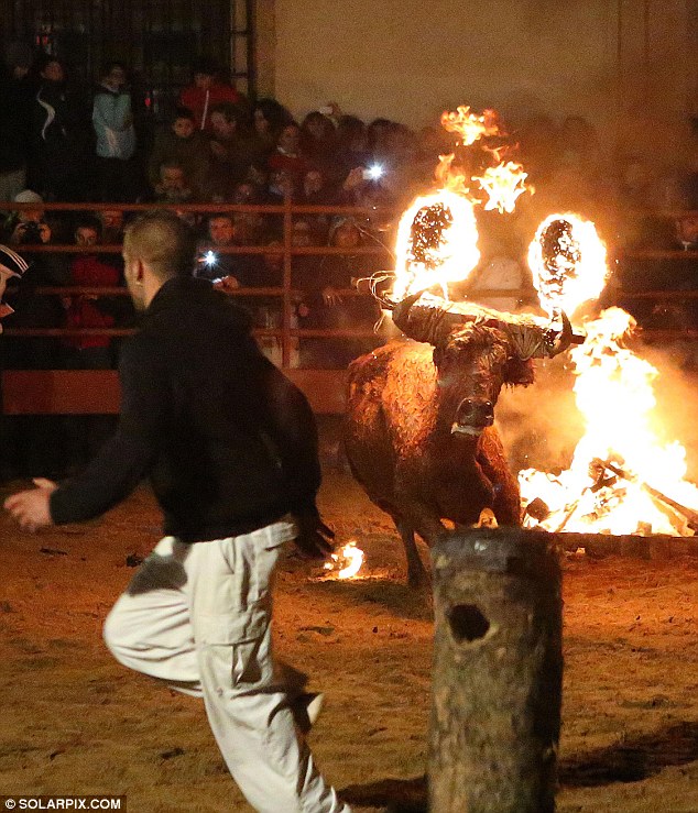 Lễ hội đốt bò như thời Trung cổ ở Tây Ban Nha 4
