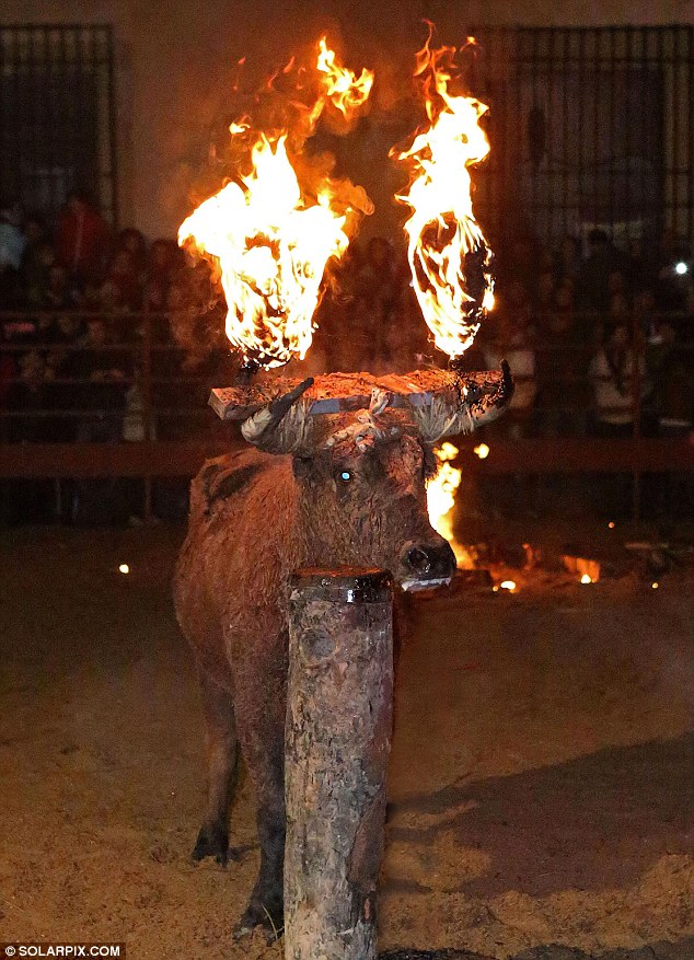 Lễ hội đốt bò như thời Trung cổ ở Tây Ban Nha 1