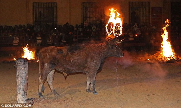 Lễ hội đốt bò như thời Trung cổ ở Tây Ban Nha 2