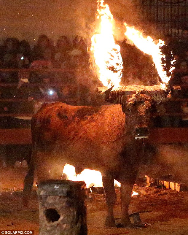 Lễ hội đốt bò như thời Trung cổ ở Tây Ban Nha 9