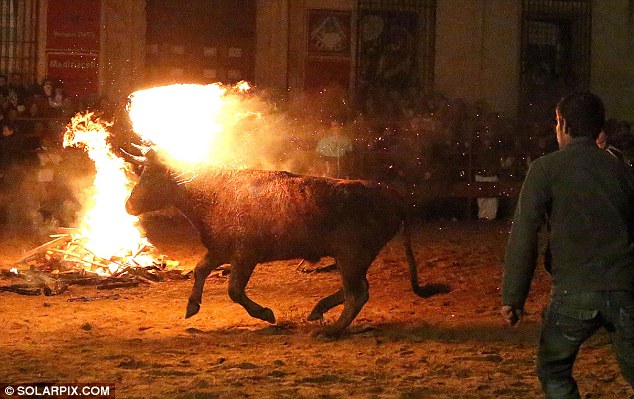 Lễ hội đốt bò như thời Trung cổ ở Tây Ban Nha 5