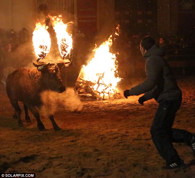 Lễ hội đốt bò như thời Trung cổ ở Tây Ban Nha 6