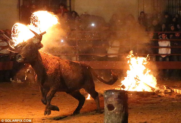 Lễ hội đốt bò như thời Trung cổ ở Tây Ban Nha 8