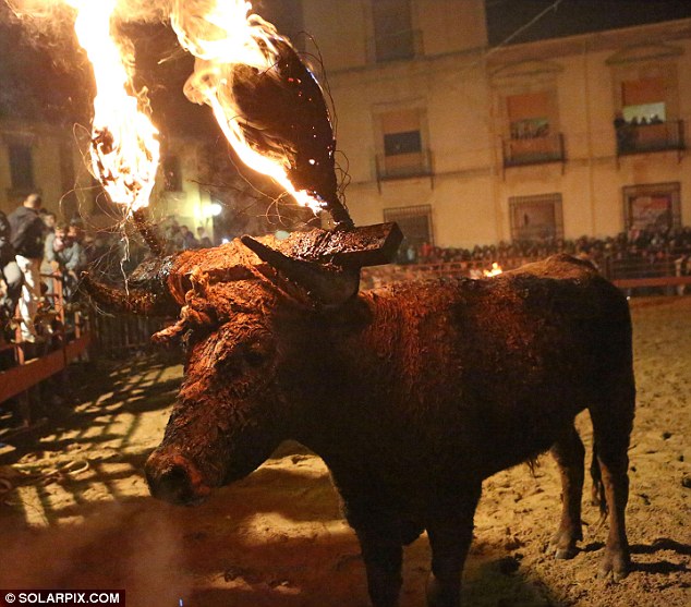 Lễ hội đốt bò như thời Trung cổ ở Tây Ban Nha 3