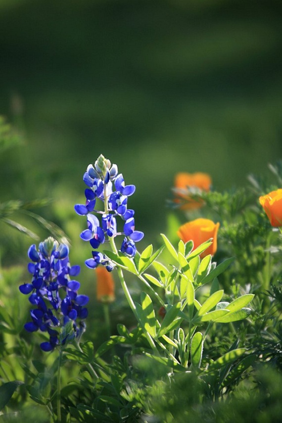 Chiêm ngưỡng sắc kiêu kì chết người của loài hoa lupin 10