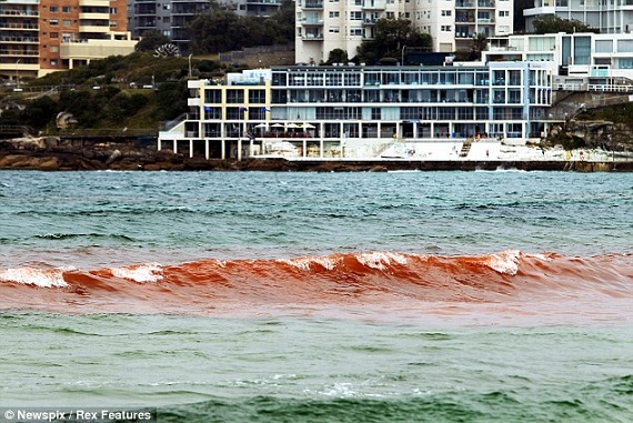 Bãi biển nổi tiếng Sydney bỗng hóa thành biển máu 2