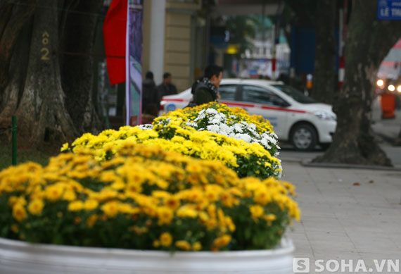 Những chậu hoa rực rỡ trên các tuyến đường ở Hà Nội dường như xua tan đi cái giá lạnh thấu da thịt của mùa Đông.