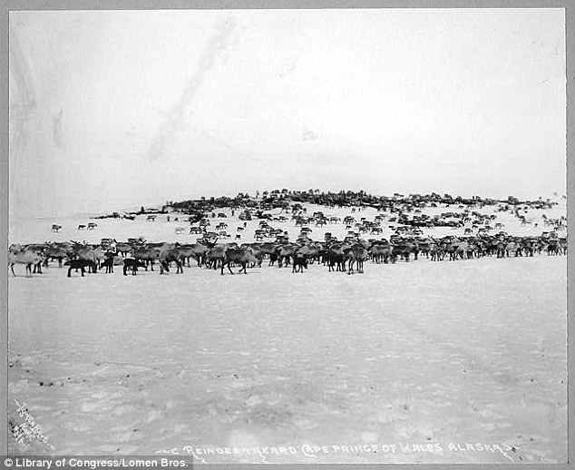 Food on land: A herd of reindeer are pictured in Alaska's Cape Prince of Wales, another form of food for the men and women who turned this otherwise barren land into their sustainable home