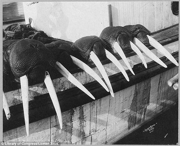 Valuable commodities: Walrus tusks drape over the side of a bin after a hunt