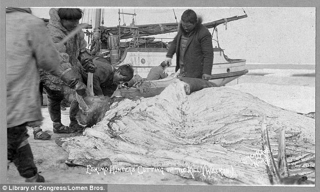 Walrus hunting: Hunters cut up a walrus, its horns seen held by one man seen left, center