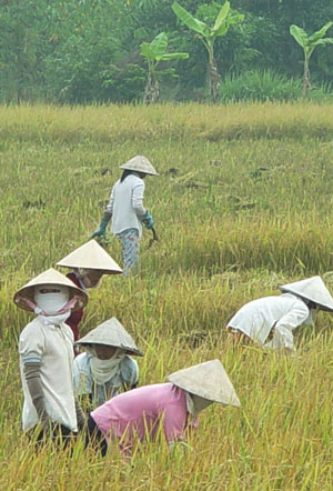 Hiện nay, thiếu nữ nông thôn không còn thích thú với việc đồng áng. Ảnh: HTD